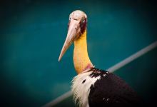 FLC Zoo Safari Park Quy Nhon景点图片
