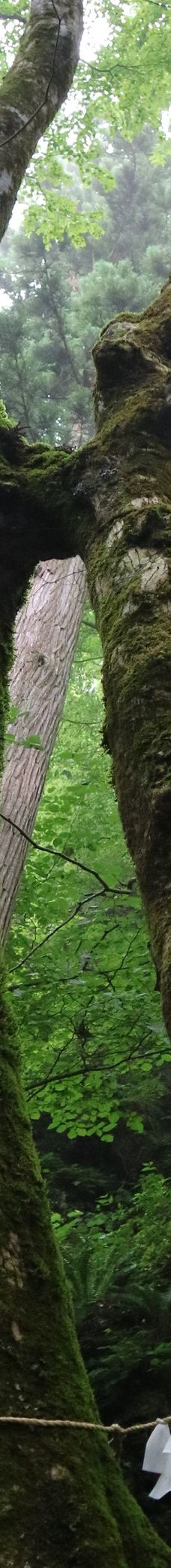 不动瀑布-八幡平市