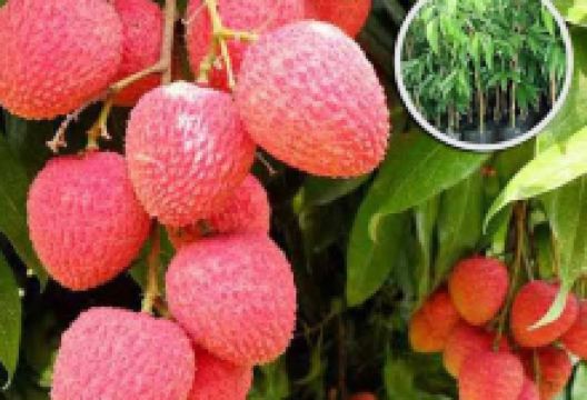 রাজু লিচুর বাগান景点图片