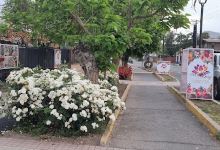 Vivero de la Emy购物图片