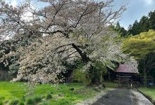 八幡神社の桜景点图片