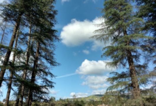 Cedar Grove Park景点图片