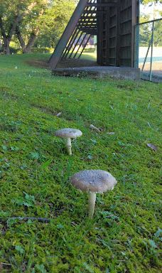 十和田市中央公园-十和田市