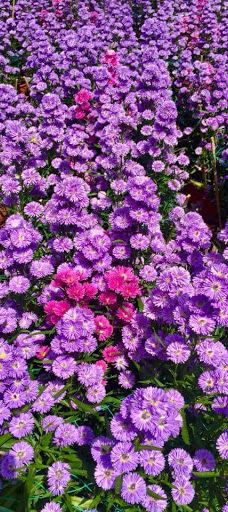 công viên Di Lăng-山河县