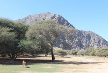 Alsherya Garden景点图片