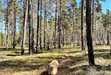 Långmons naturreservat景点图片