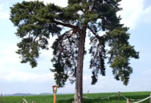 Památný strom景点图片