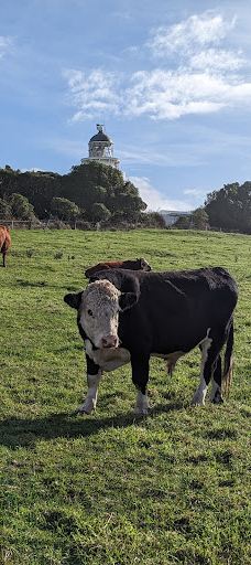 卡提奇灯塔-Moeraki