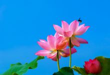 贵港市四季花田农业生态观光园景点图片