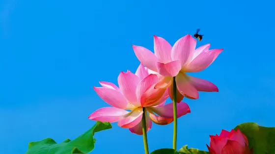 貴港市四季花田農業生態觀光園