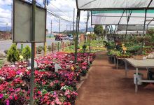 Vivero Ortyflores购物图片