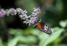 Green Hills Butterfly Ranch景点图片