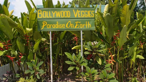 Bollywood Veggies