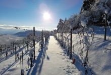 Domaine Moltès Antoine et Fils景点图片