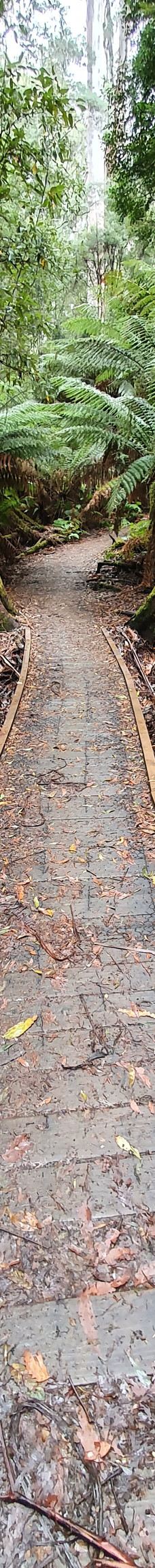 Tall Trees Walk-Mount Field