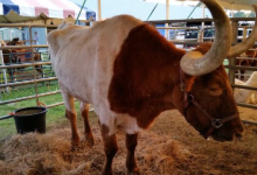 Suwannee County Fair景点图片