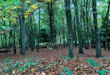 Park Farm District Scouts Campsite (for youth organisations only)景点图片