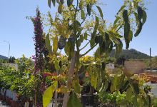 Sánchez Jardins购物图片