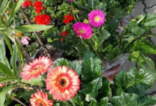 Flower City, The Garden购物图片