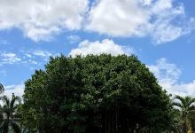 Wat Mae Yang Yuang景点图片