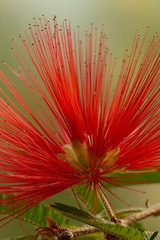 Botanical Garden-维尔茨堡