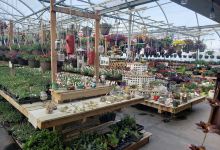 Bosers Greenhouse North Battleford购物图片