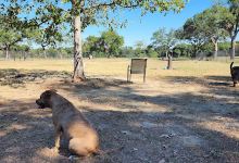 "Bark Park" Dog Park景点图片