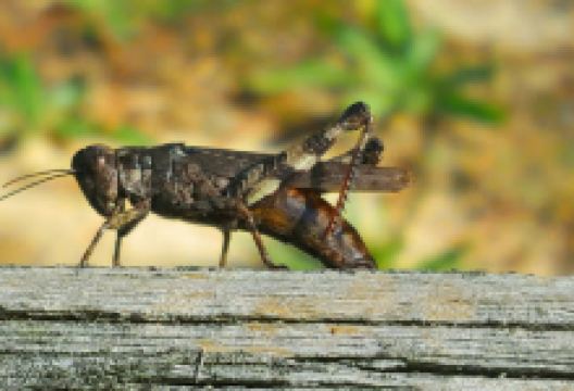 Pinefield Community Park景点图片