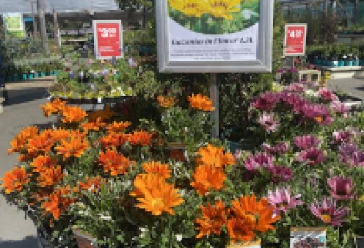 Oderings Garden Centre - Havelock North购物图片