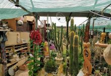 cactuseraie ESCAÏRE FIGUE购物图片