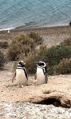 Caleta Valdés-别德马