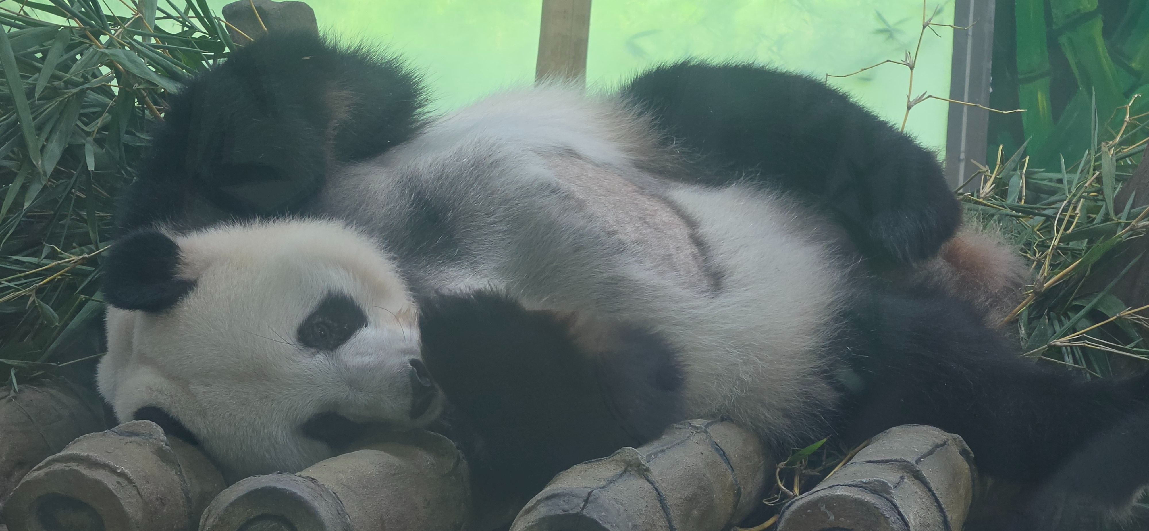 广州动物园景点图片 28