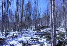 Mount Will Town Forest景点图片