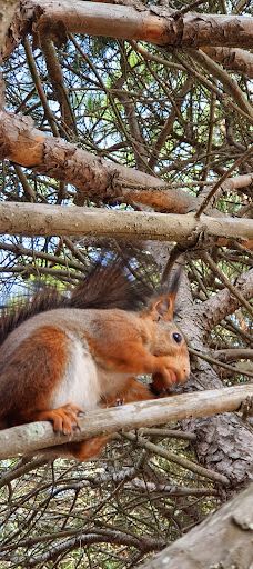 The pine forest of Le Barcarès-勒巴尔卡雷