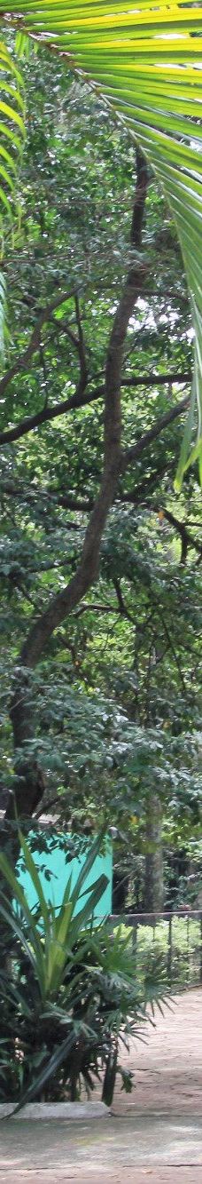 Botanical Garden of Asunción-亚松森