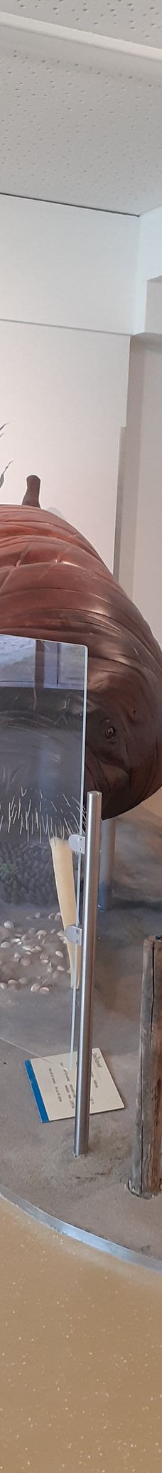 Seehundstation und Waloseum-诺德代希