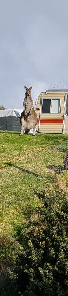 坎尼特河沿岸考拉步行道-Kennett River