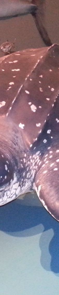 特罗姆瑟大学博物馆-特罗姆瑟