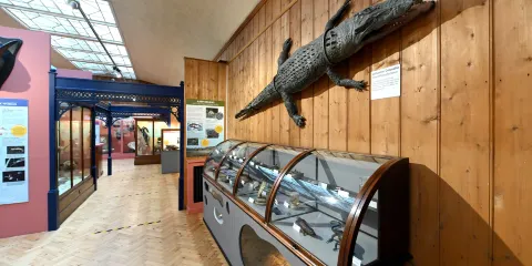 Haslemere Educational Museum