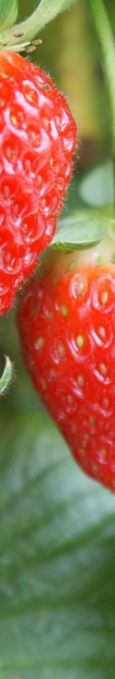 Ricardoes Tomatoes-Blackmans Point