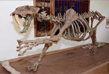 Museu Pre-Historia de Itapipoca景点图片