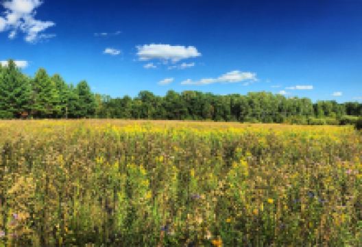 Charles A. Lindbergh State Park景点图片