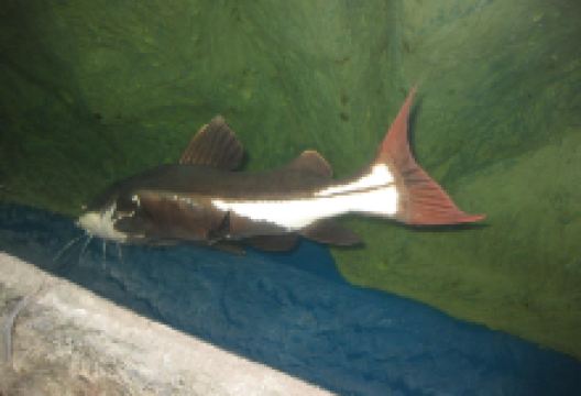 Si Sa Ket Aquarium景点图片