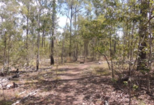 Promisedland Cordalba State Forest景点图片