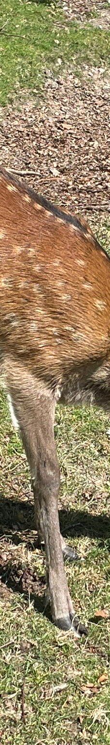 Dyrehaven Vejle-瓦埃勒