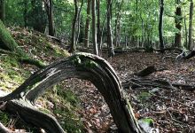 Coppett Hill景点图片