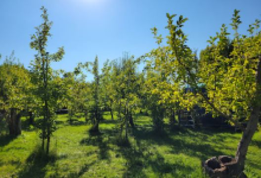Orchard Hill Apple Orchard景点图片