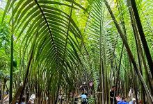 Kebun Nipah Pak Man美食图片