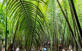 Kebun Nipah Pak Man