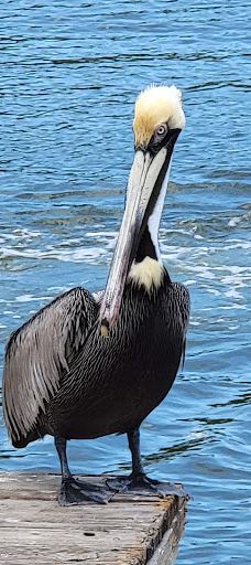 North Causeway (West Side)-新士麦那海滩